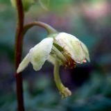 Pyrola chlorantha