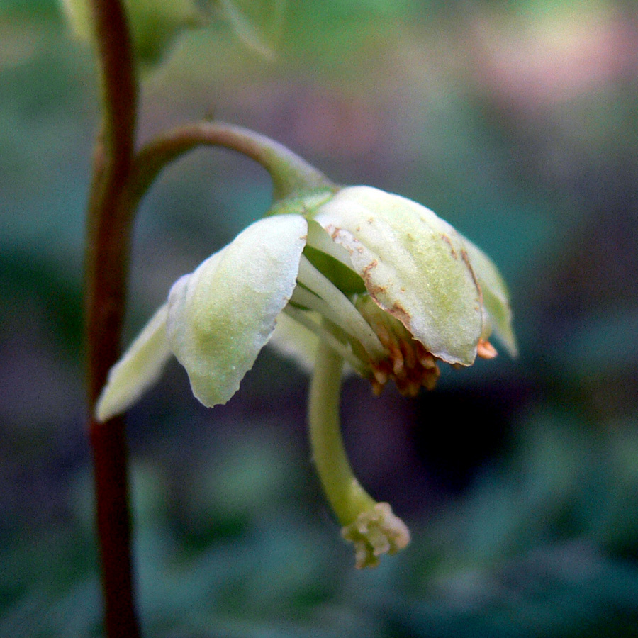 Image of Pyrola chlorantha specimen.