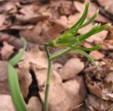 Image of taxon representative. Author is Дмитрий Зубов