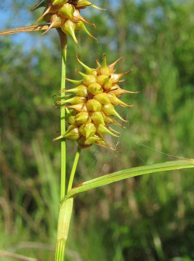 Изображение особи Carex flava.