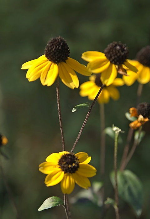 Image of Rudbeckia triloba specimen.