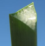 Schoenoplectus triqueter