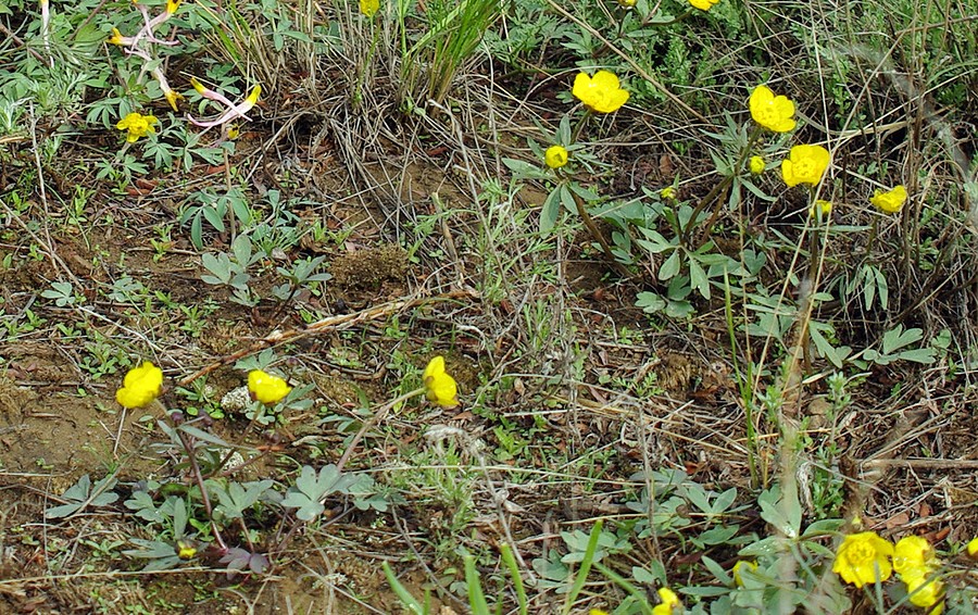 Изображение особи Ranunculus polyrhizos.