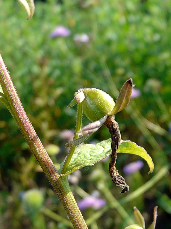 Image of Campanula rapunculoides specimen.