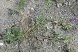 Oxytropis prostrata