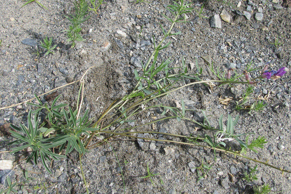 Image of Oxytropis prostrata specimen.