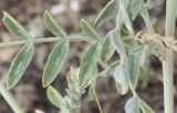 Astragalus varius