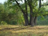 Quercus robur. Дубы на опушке леса. Московская обл., Раменский р-н, окрестности д. Хрипань. 10.08.2002.