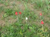 Tulipa suaveolens