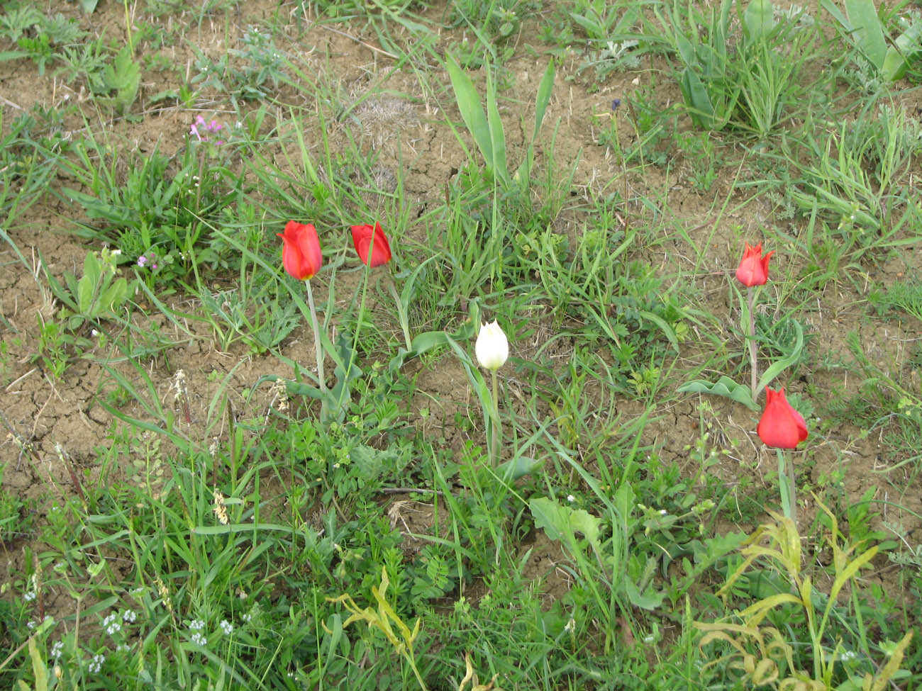 Image of Tulipa suaveolens specimen.