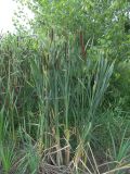 Typha intermedia