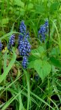 род Muscari