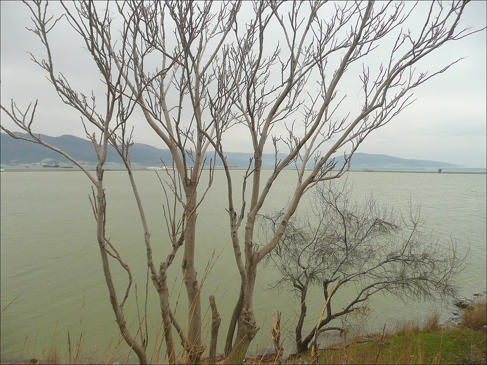 Image of Ailanthus altissima specimen.