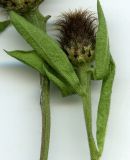 Centaurea phrygia. Нераскрывшаяся корзинка. Курская обл., Железногорский р-н, ур. Кармановская дача. 24 июля 2007 г.