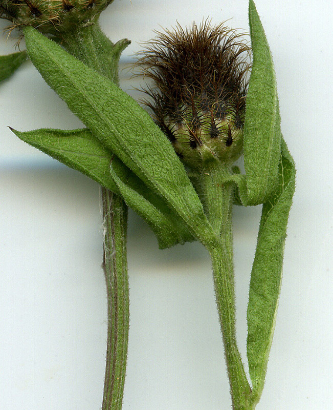 Изображение особи Centaurea phrygia.