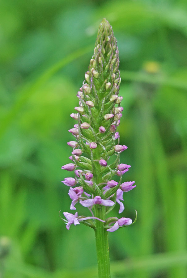 Изображение особи Gymnadenia conopsea.
