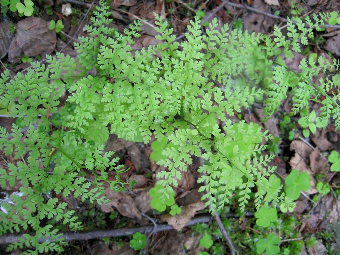 Image of Rhizomatopteris sudetica specimen.
