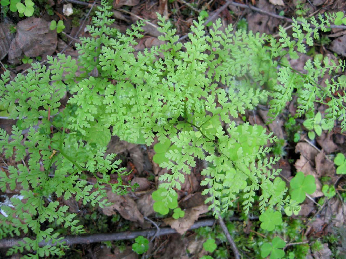 Image of Rhizomatopteris sudetica specimen.