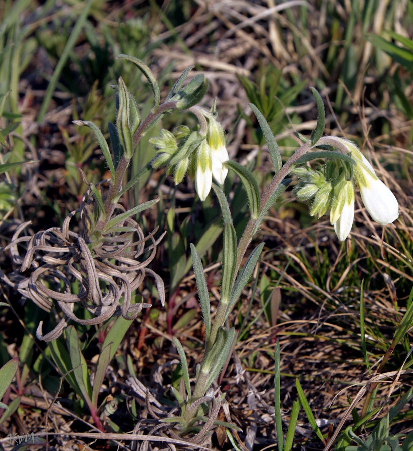 Изображение особи Onosma simplicissima.