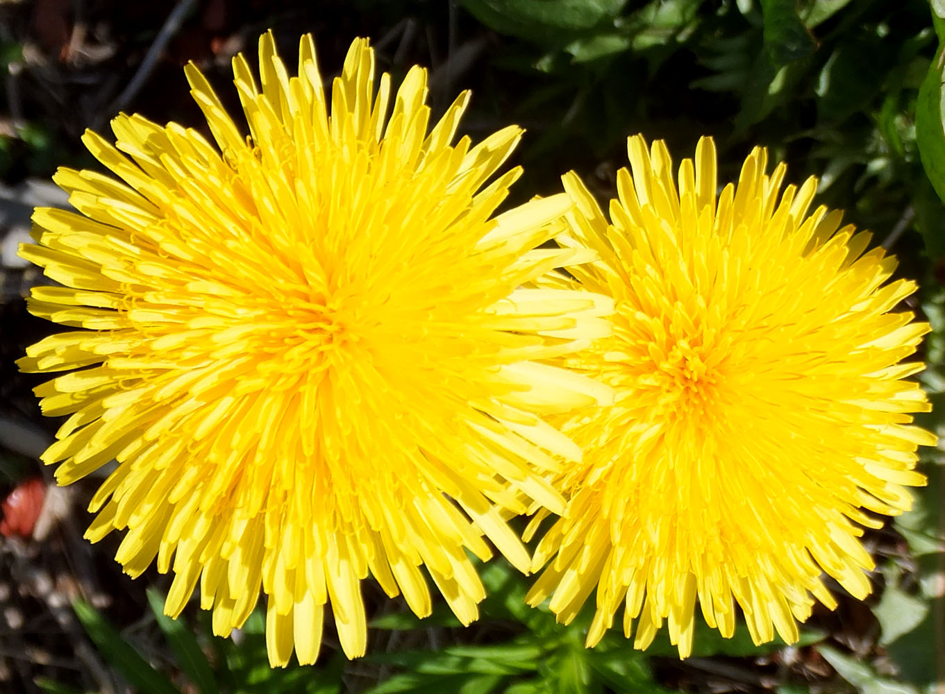 Изображение особи род Taraxacum.
