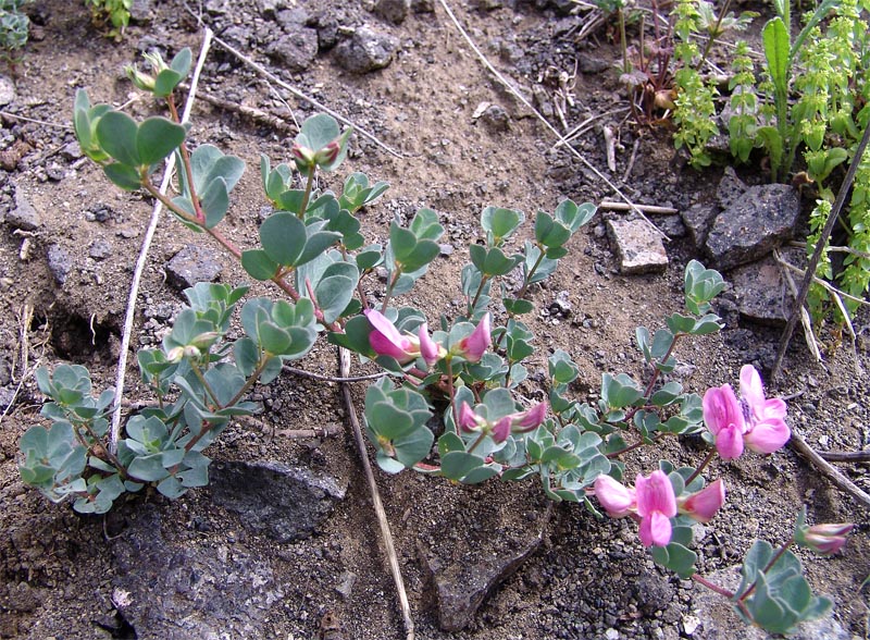 Image of Lotus gebelia specimen.