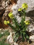 Erysimum cuspidatum