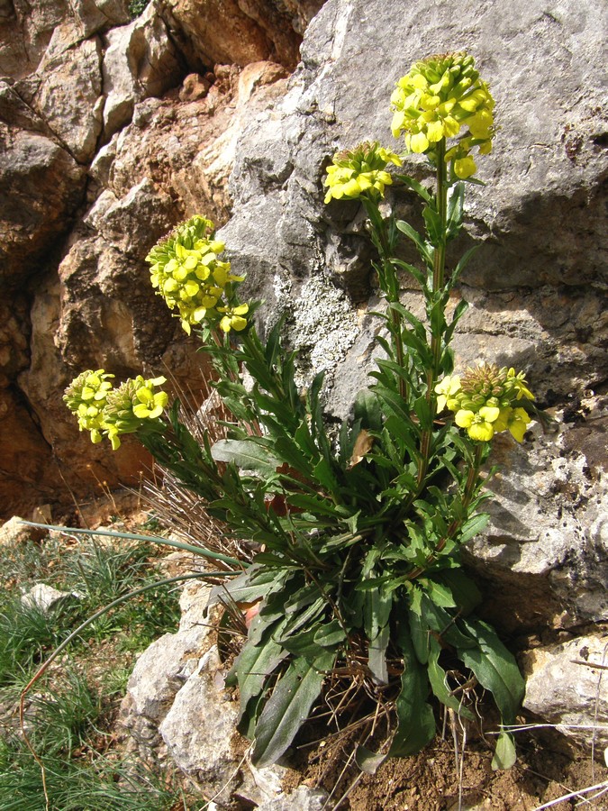 Изображение особи Erysimum cuspidatum.