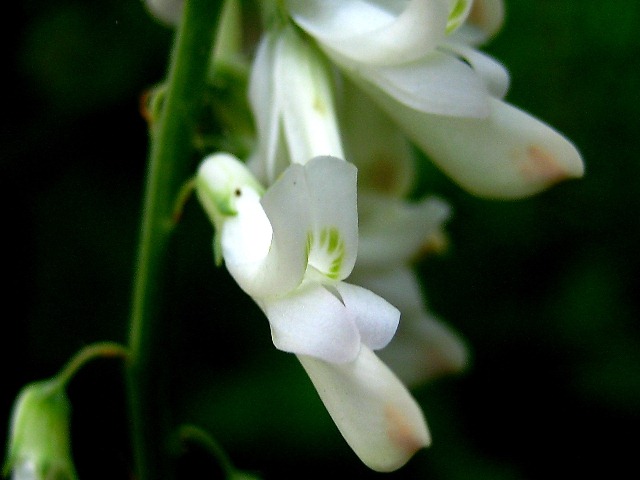 Image of Hedysarum vicioides specimen.