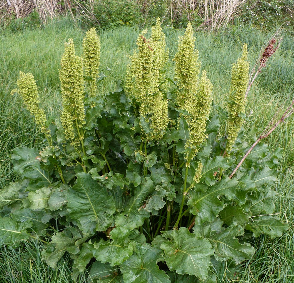Изображение особи Rumex confertus.