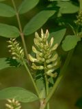 Astragalus glycyphyllos