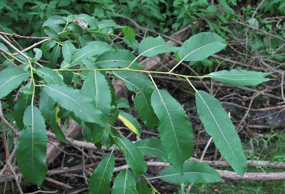 Изображение особи Salix triandra.