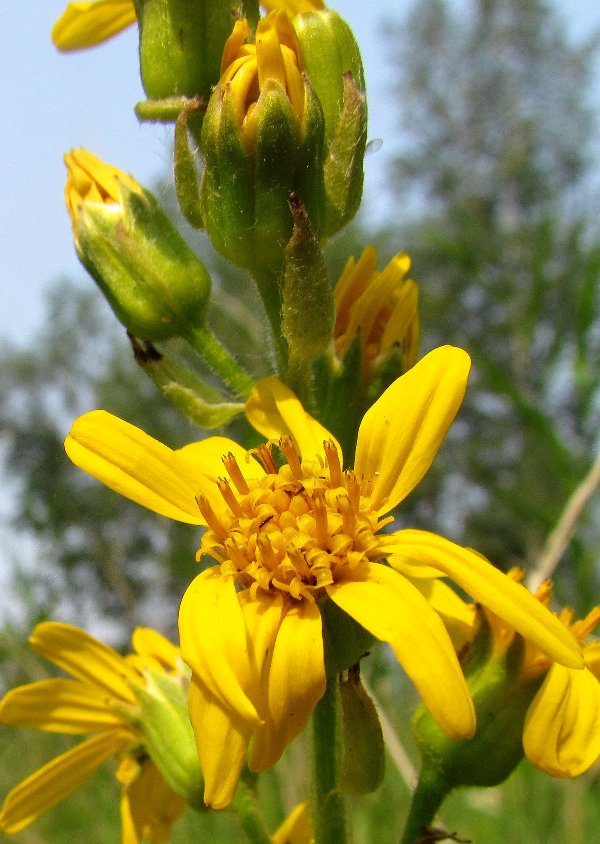 Image of Ligularia sibirica specimen.