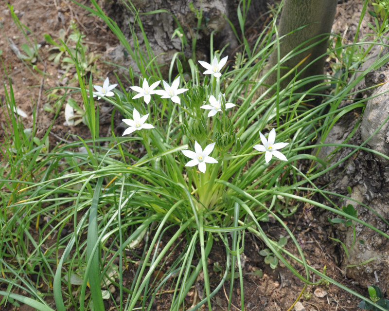 Изображение особи род Ornithogalum.