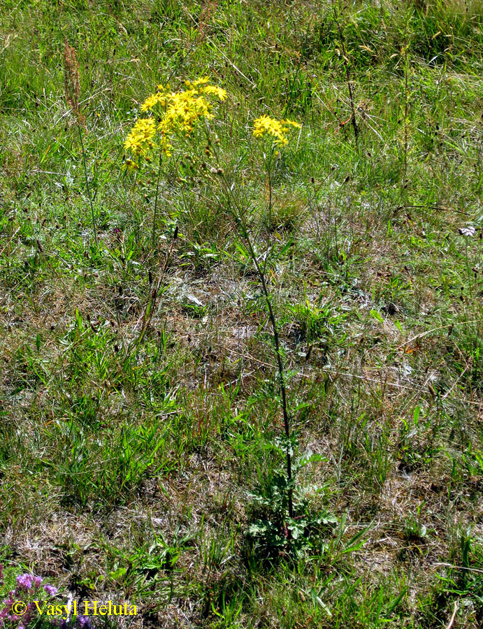 Image of Senecio jacobaea specimen.