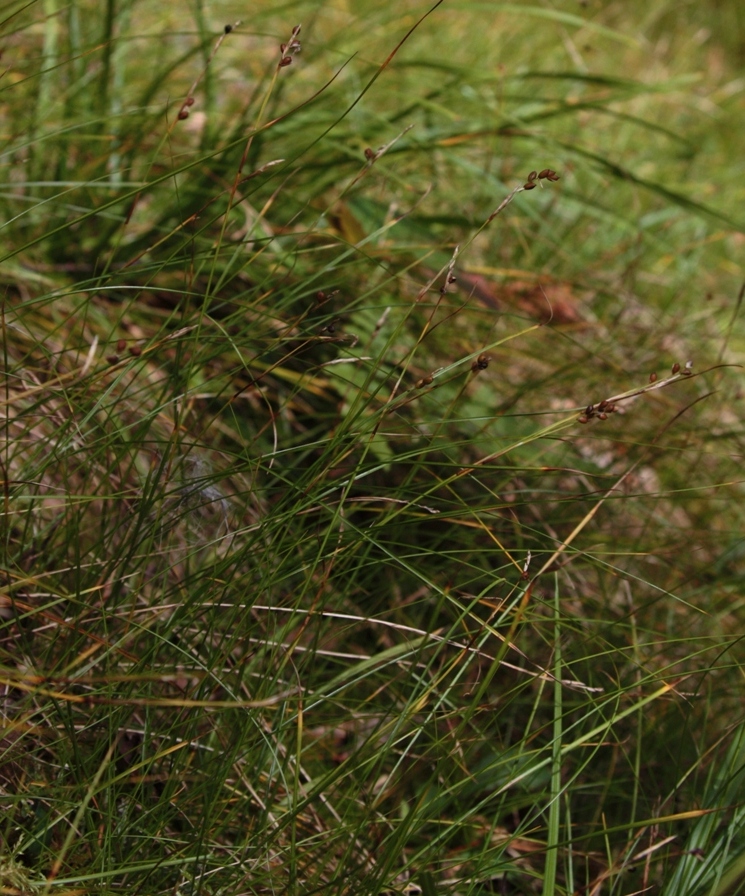 Image of Carex alba specimen.