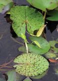Euryale ferox