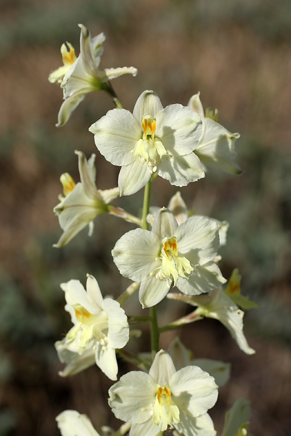 Image of Delphinium semibarbatum specimen.