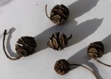 Metasequoia glyptostroboides. Прошлогодние шишки. Германия, г. Кемпен, в парке. 09.09.2012.