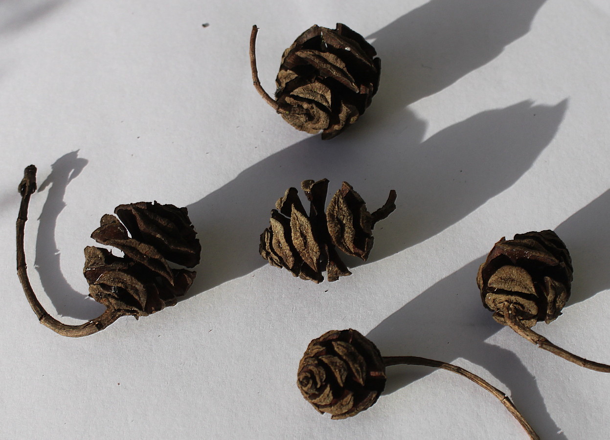 Image of Metasequoia glyptostroboides specimen.