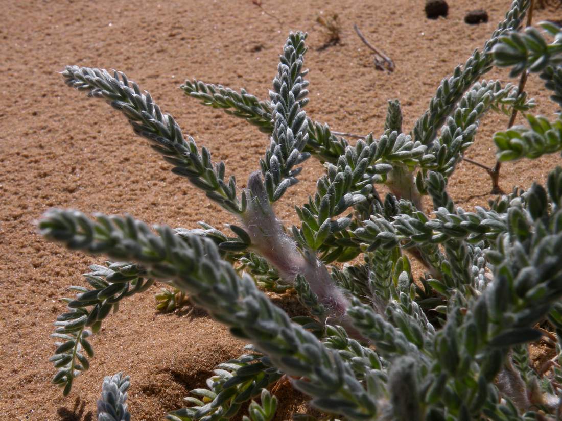 Image of Oxytropis lanata specimen.