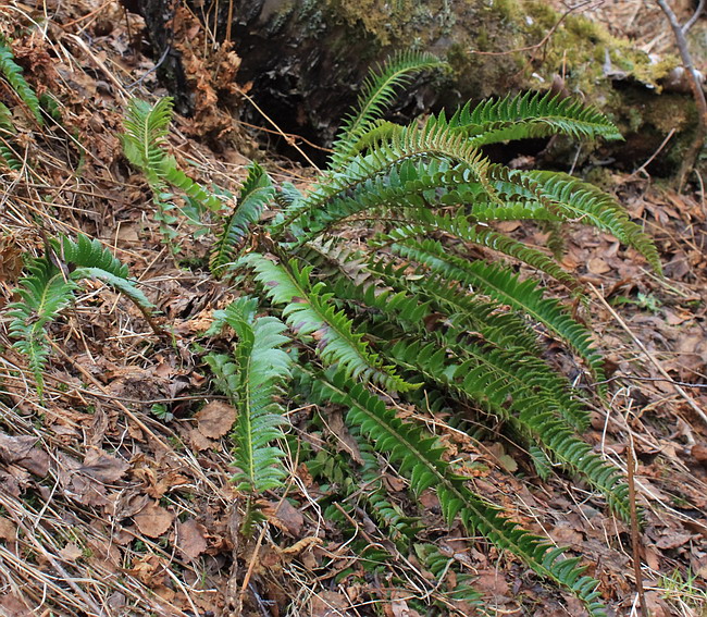 Изображение особи Polystichum lonchitis.