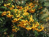 Pyracantha coccinea. Ветвь с соплодиями. Венгрия, Боршод-Абауй-Земплен, территория автозаправки в окрестностях г. Мишкольц. 01.09.2012.