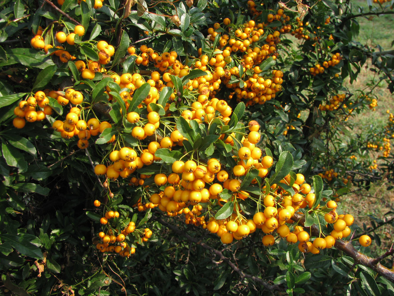 Изображение особи Pyracantha coccinea.