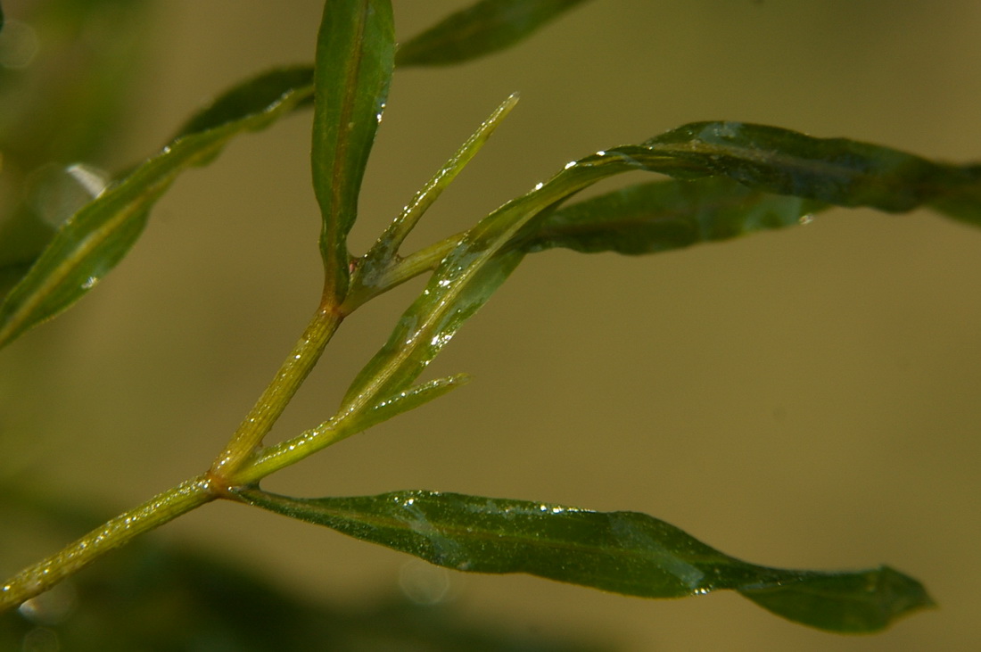 Image of genus Potamogeton specimen.