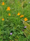 Trollius macropetalus. Цветущие растения. Приморье, окр. пос. Терней. 02.08.2012.