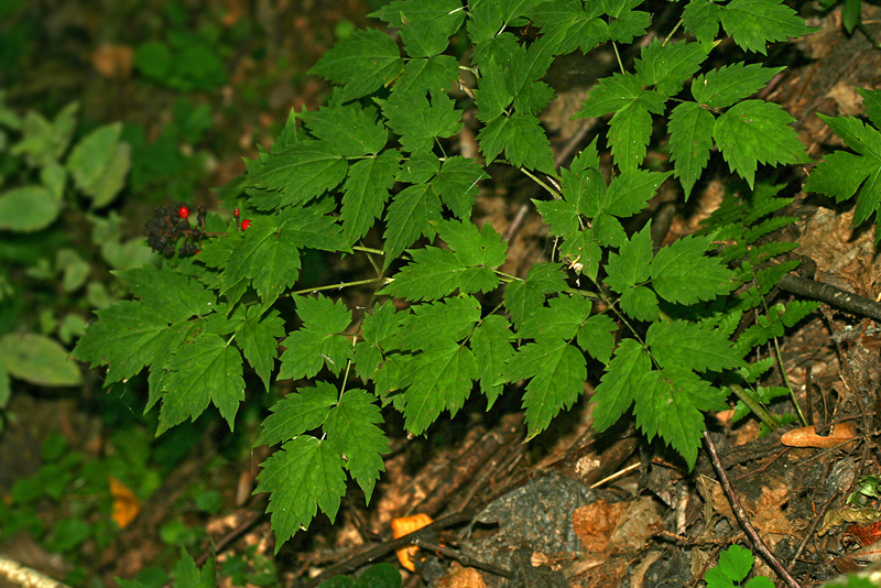 Изображение особи Actaea erythrocarpa.