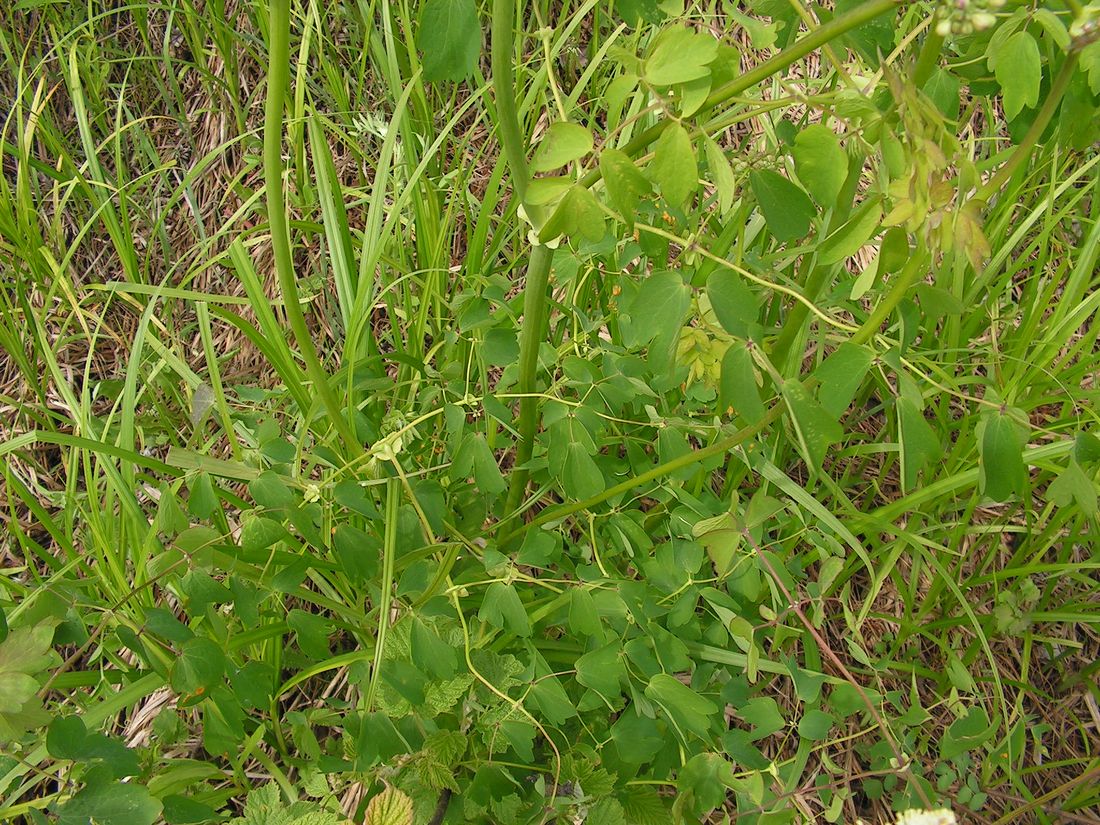 Изображение особи Thalictrum contortum.