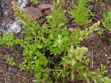 Artemisia littoricola