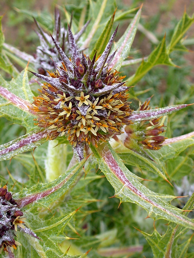 Image of Gundelia tournefortii specimen.