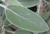 Salvia officinalis. Лист. Израиль, г. Беэр-Шева, городское озеленение. 15.12.2012.